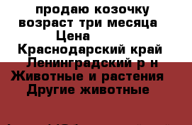 продаю козочку возраст три месяца › Цена ­ 700 - Краснодарский край, Ленинградский р-н Животные и растения » Другие животные   